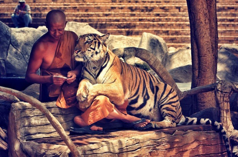 Домашние тигры