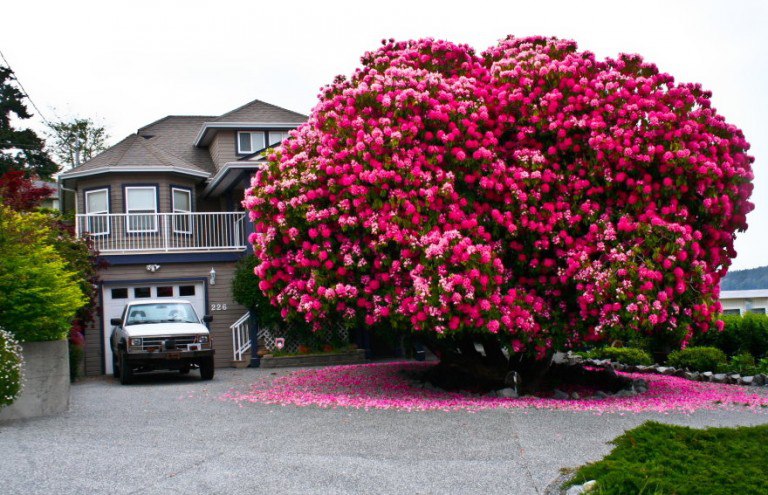 10 amazing and beautiful trees of our planet