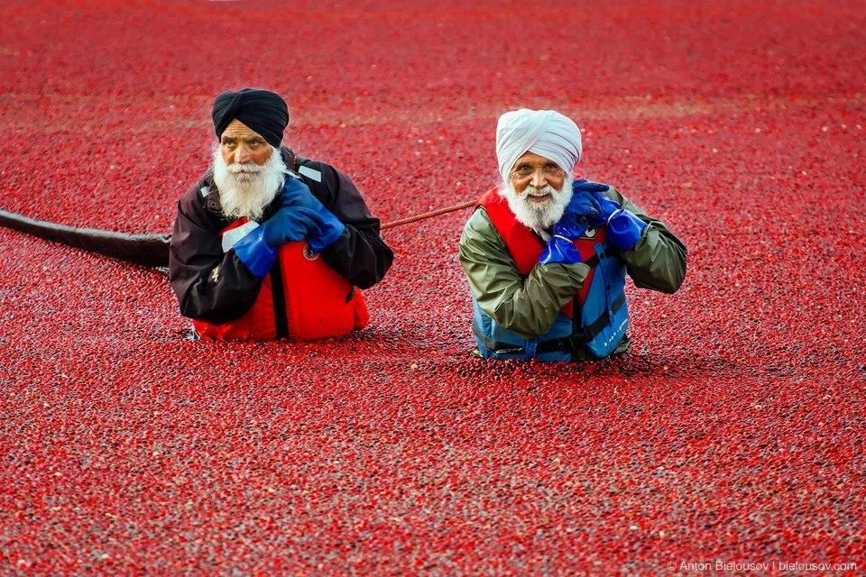 Harvesting cranberries in Richmond (Canada) - a bright and unusual sight
