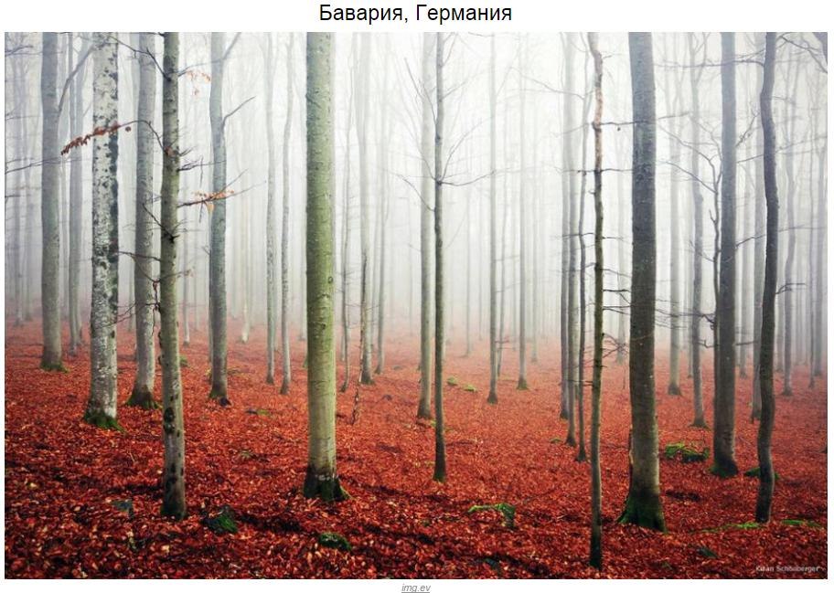 10 мистических лесов, в которых хочется заблудиться