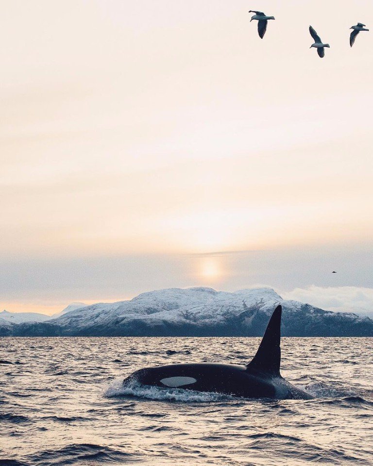 Orcas in Norway