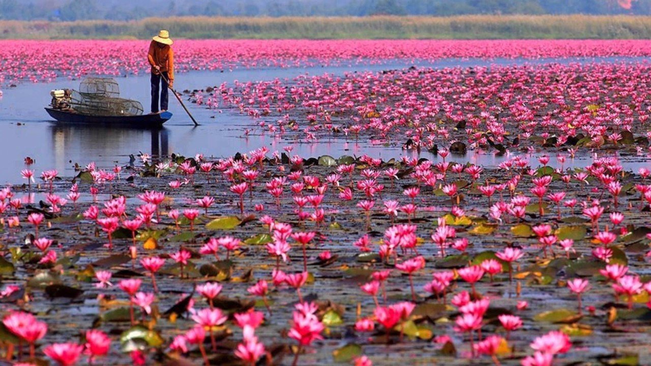 Озеро лотосов, Таиланд