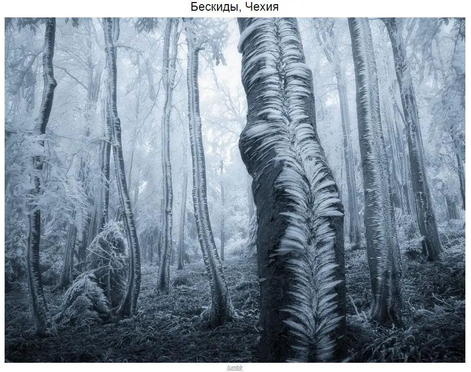 10 mystical forests in which you want to get lost