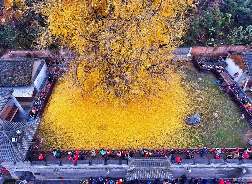 1400-летнее дерево гинкго превратило дворик буддийского храма в желтый океан.