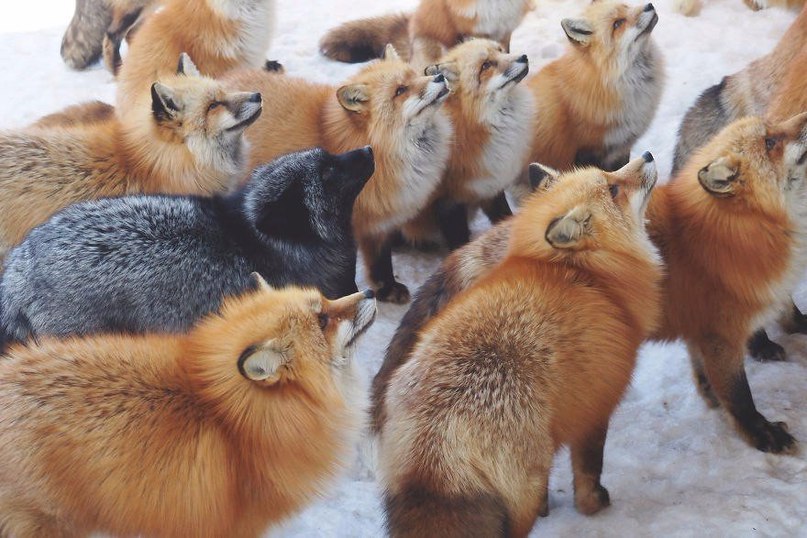 Village of foxes Zao Kitsune Mura in Japan