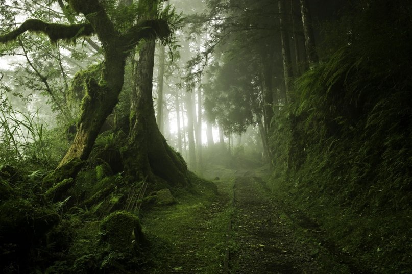 Mystic forests, in which you want to get lost.