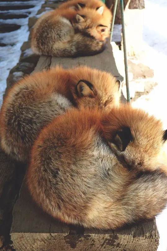 Деревня лис Zao Kitsune Mura в Японии
