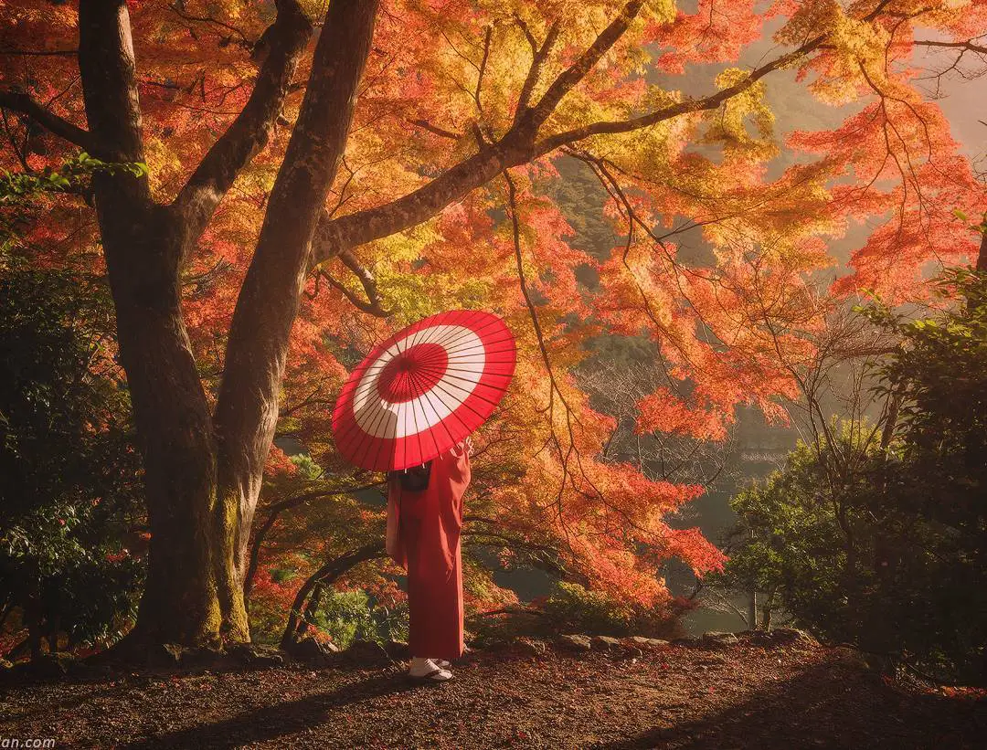 Traveling around Japan with a bamboo umbrella