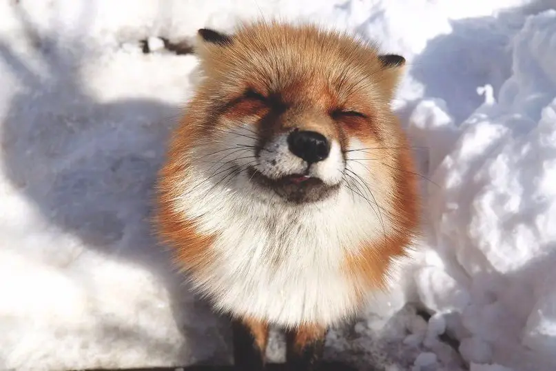Деревня лис Zao Kitsune Mura в Японии