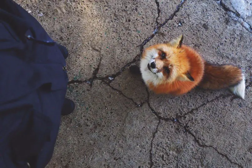 Деревня лис Zao Kitsune Mura в Японии
