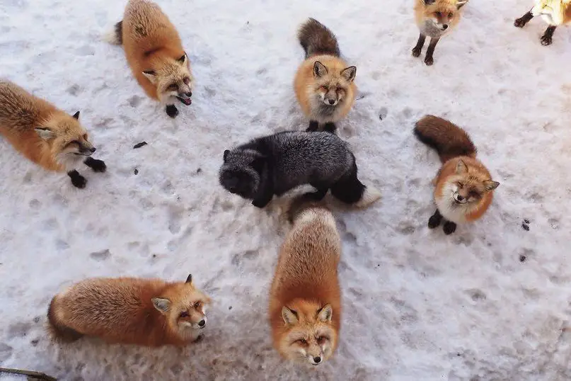 Деревня лис Zao Kitsune Mura в Японии