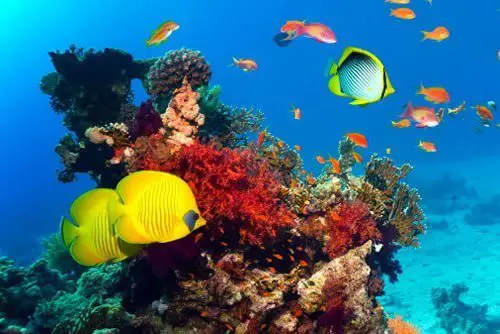 Красное море — самое молодое, самое соленое, самое красивое и самое богатое.