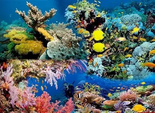 Красное море — самое молодое, самое соленое, самое красивое и самое богатое.