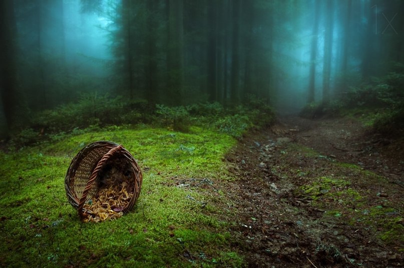 Мистические леса, в которых хочется заблудиться. 