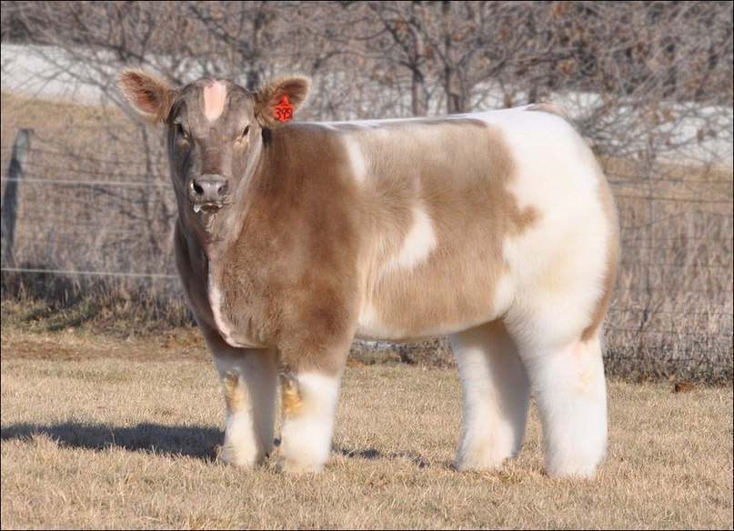 On the farm of Lautner farms in Iowa, a plush breed of cows is bred.