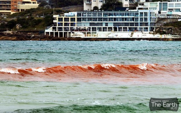 Кровавый океан в Австралии