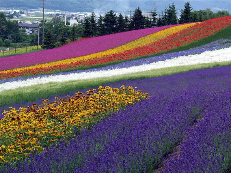 Лавандовые фермы Tomita и Furano (Япония)