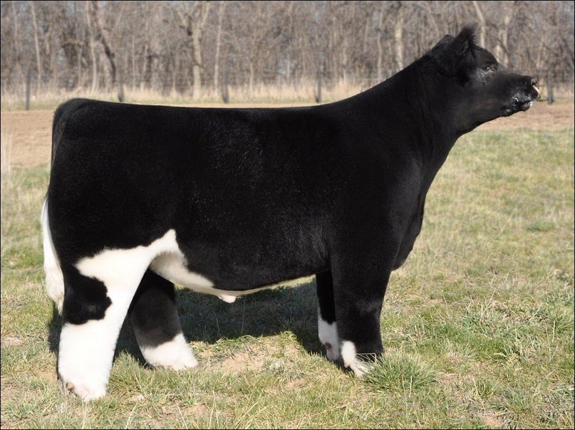 На ферме Lautner farms в штате Айова разводят плюшевую породу коров.