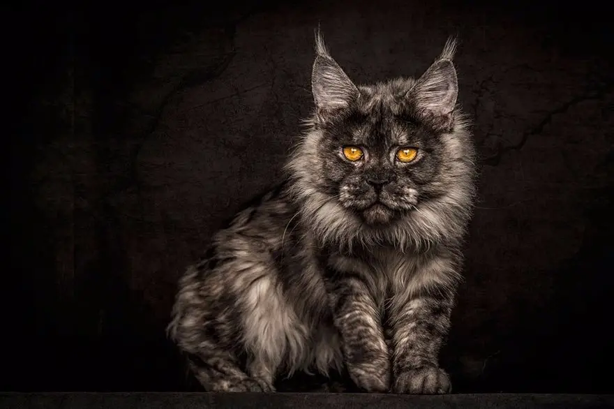 Величественная красота мейн-кунов от фотографа Роберта Сийка.