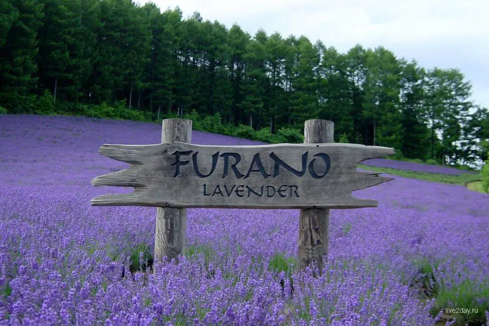Лавандовые фермы Tomita и Furano (Япония)