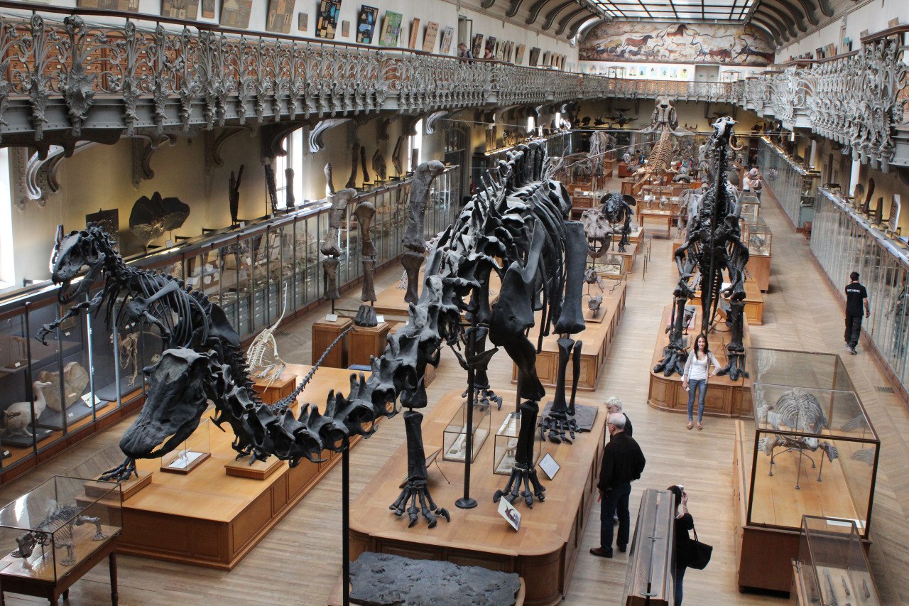 Музей палеонтологии в Париже.