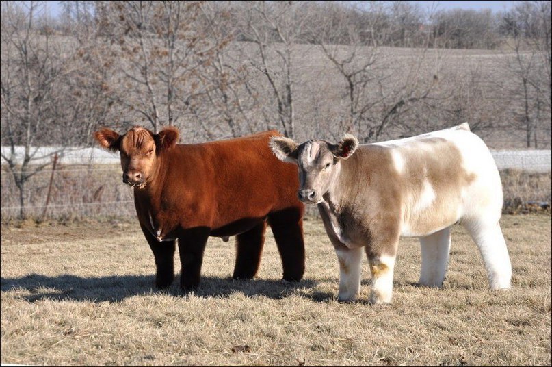 На ферме Lautner farms в штате Айова разводят плюшевую породу коров.