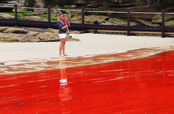 The bloody ocean in Australia