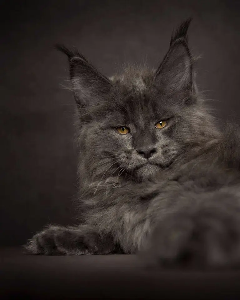 Величественная красота мейн-кунов от фотографа Роберта Сийка.
