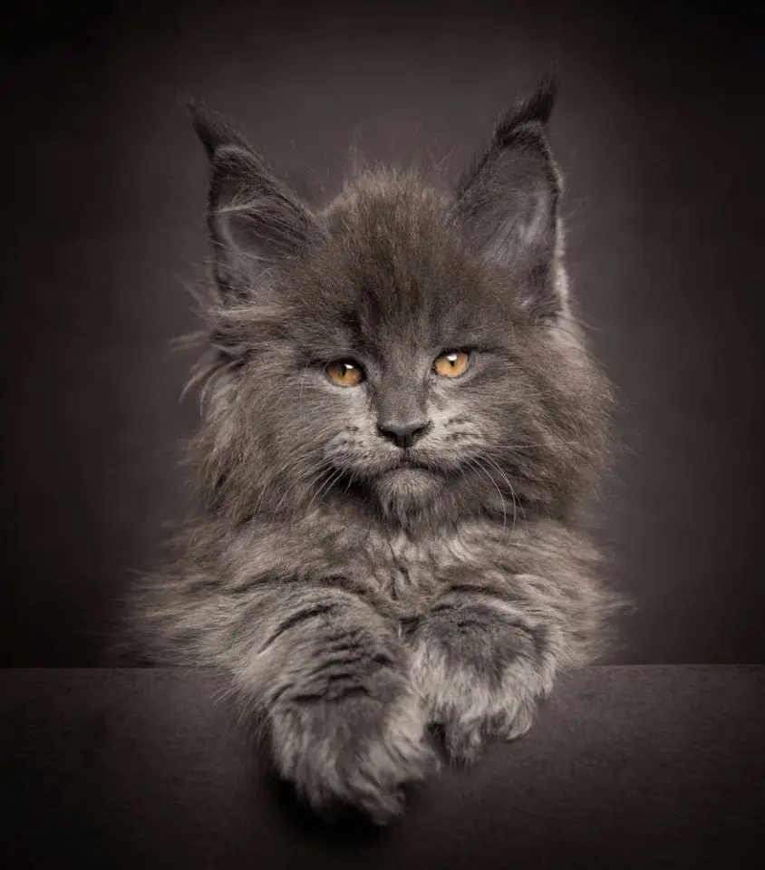 Величественная красота мейн-кунов от фотографа Роберта Сийка.