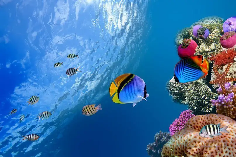 Красное море — самое молодое, самое соленое, самое красивое и самое богатое.