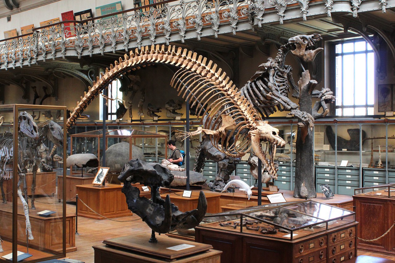 Музей палеонтологии в Париже.