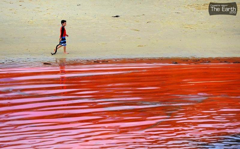Кровавый океан в Австралии