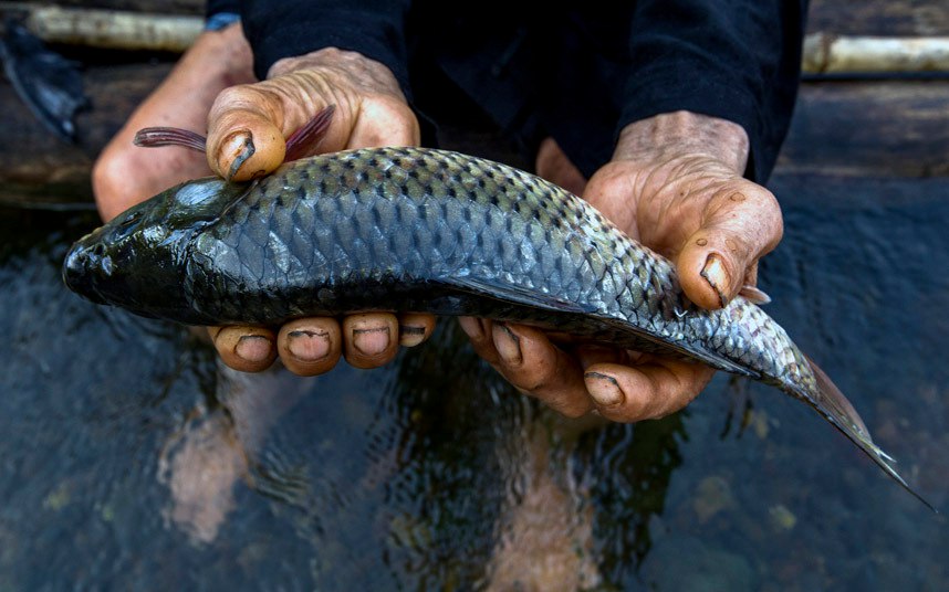 Уникальная китайская рыбалка с бакланами