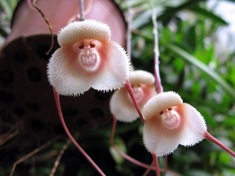 Такие вот орхидеи. Когда у природы свое чувство юмора. 