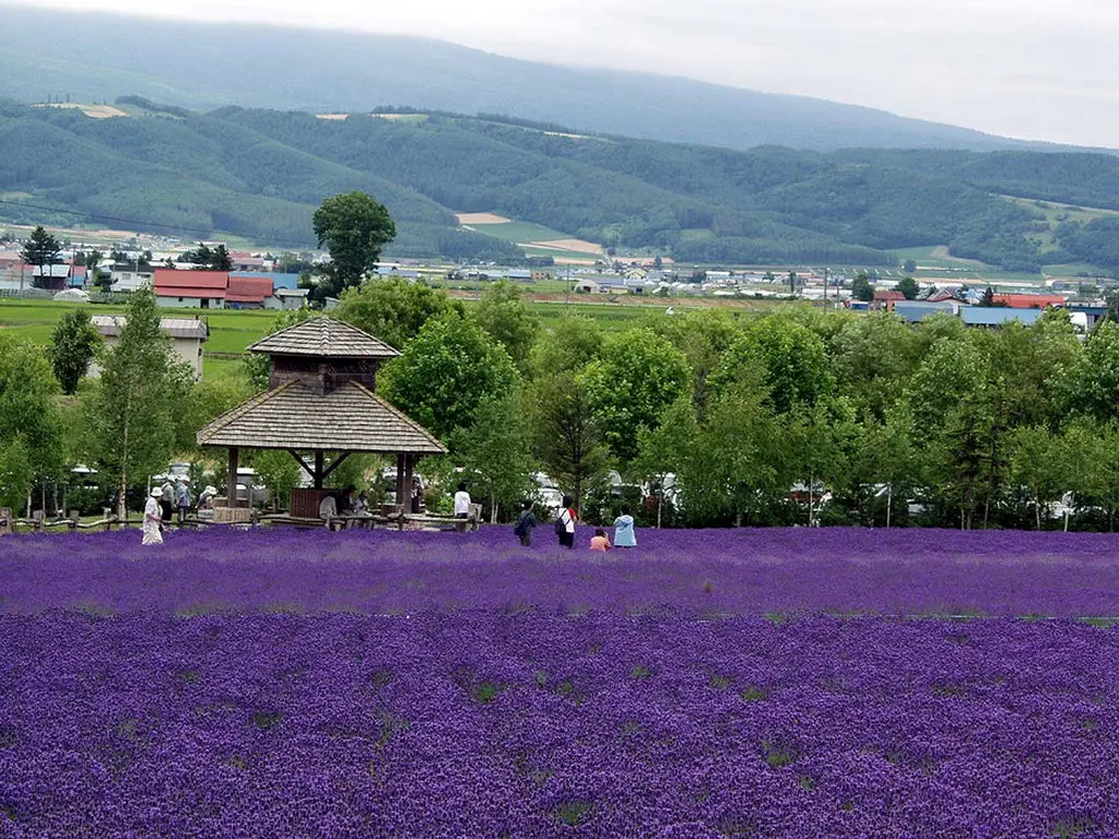 Лавандовые фермы Tomita и Furano (Япония)