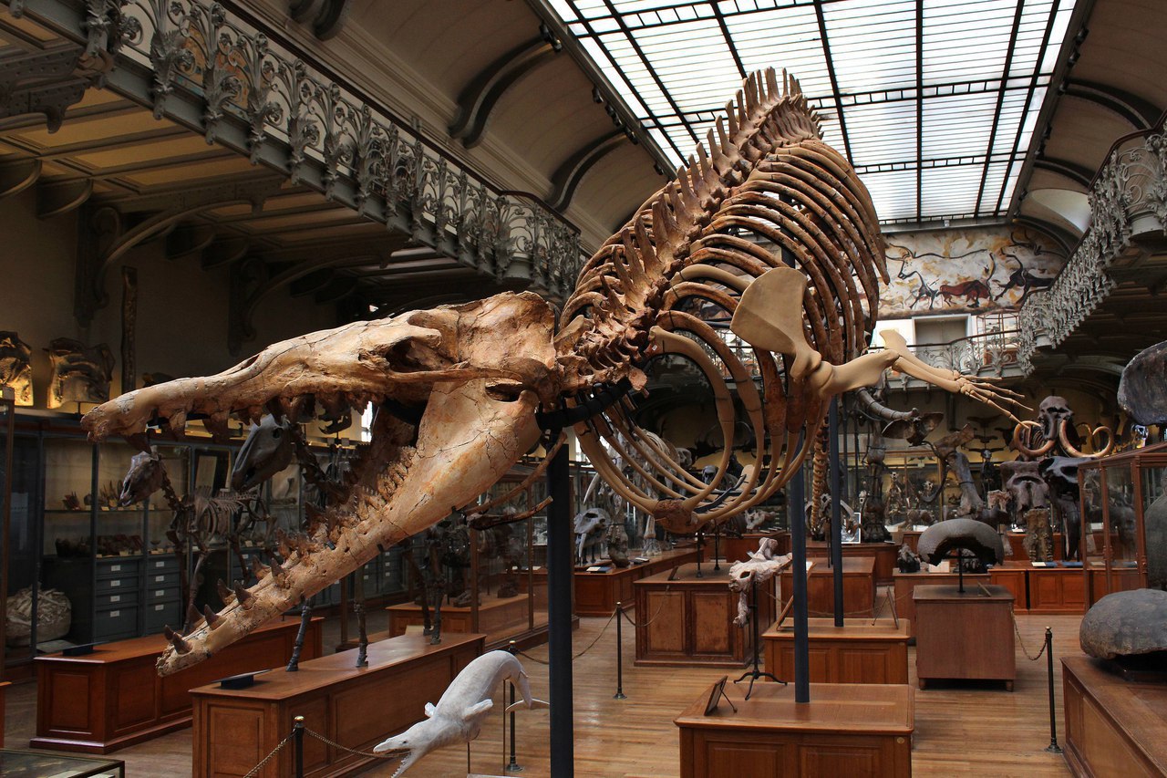 Museum of Paleontology in Paris.