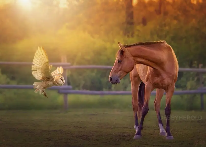 Fasting with horses