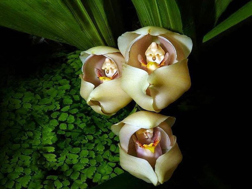 Такие вот орхидеи. Когда у природы свое чувство юмора. 