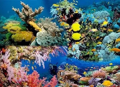 Красное море — самое молодое, самое соленое, самое красивое и самое богатое.