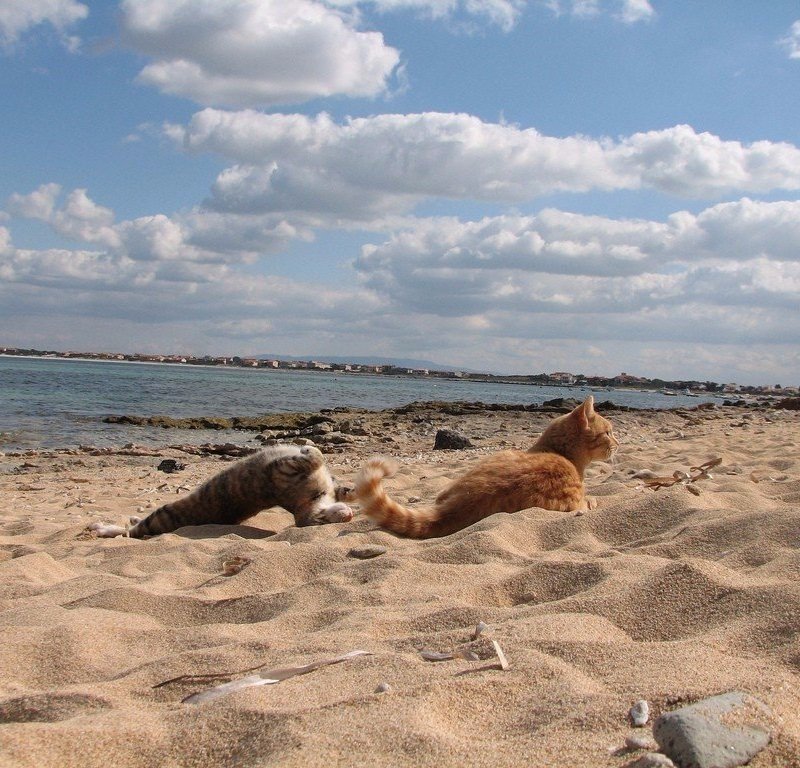 Кошачий пляж, покоривший тысячи туристов: Су-Паллозу, остров Сардиния, Италия