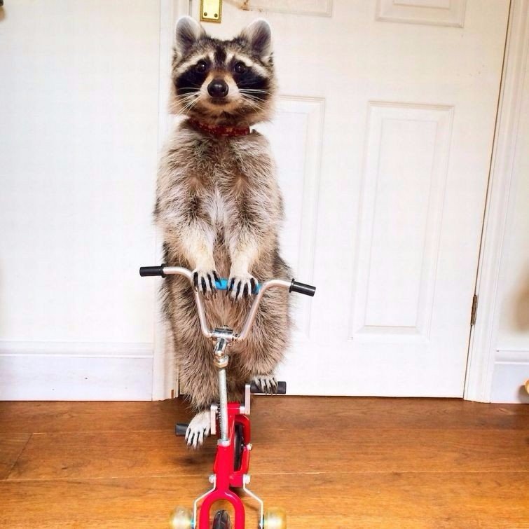 Melanie - a raccoon who knows how to ride a two-wheeled bike and knows more than 100 teams. Melniki & ndash; raccoon, who knows how to ride a two-wheeled bike and knows more than 100 teams</p>