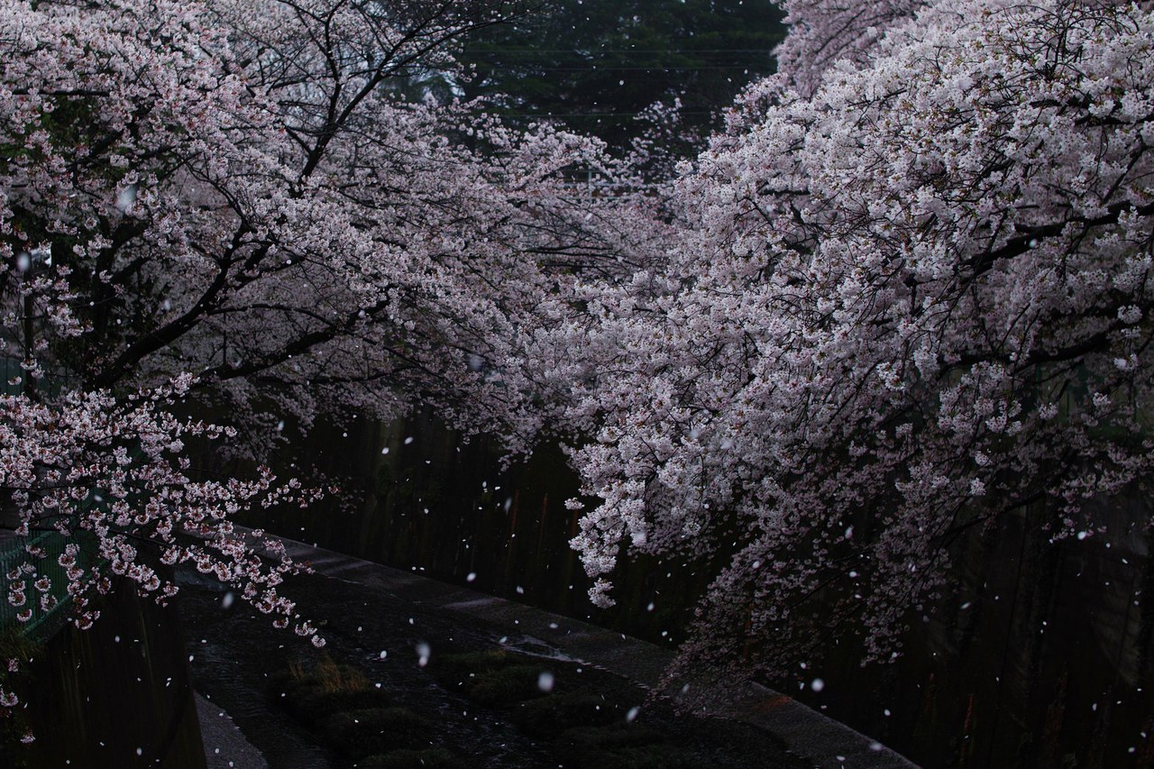 Цветение сакуры, Япония.