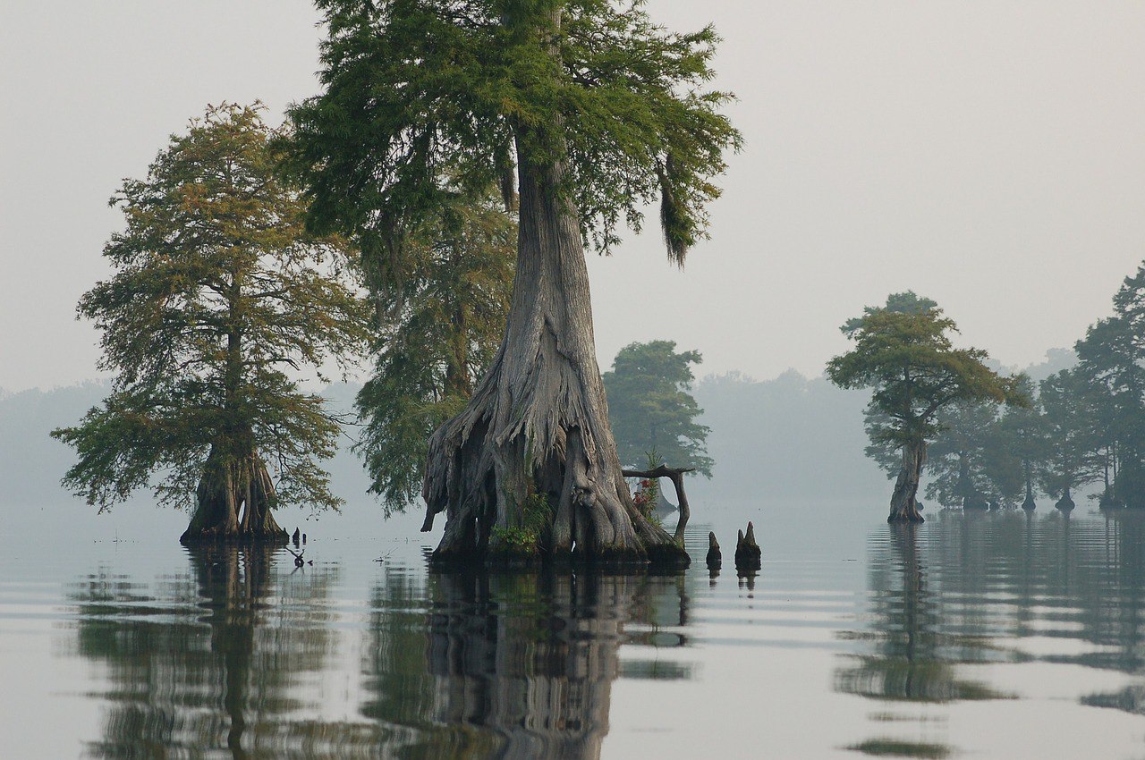 Great Gloomy Swamp, Virginia, USA.