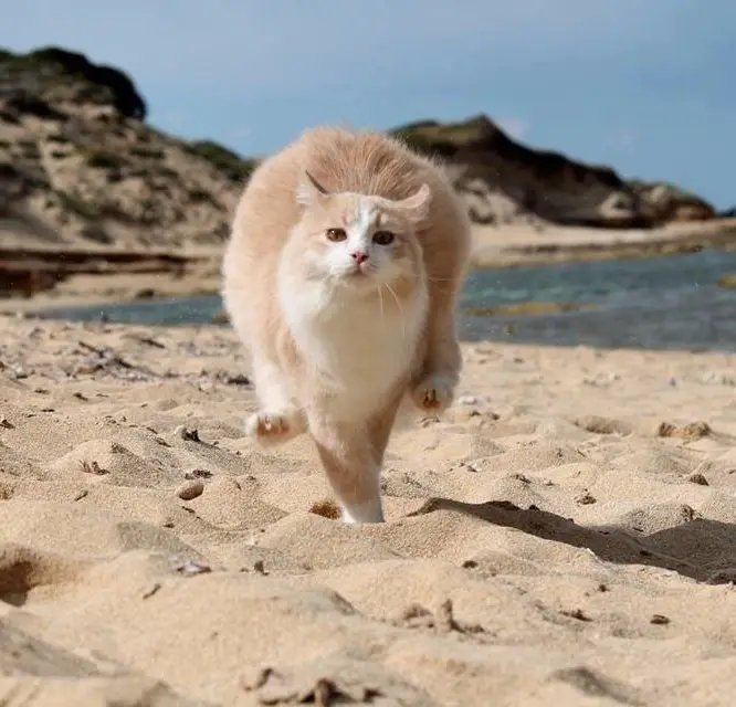 Cat's beach, conquered thousands of tourists: Su Palloza, Sardinia, Italy