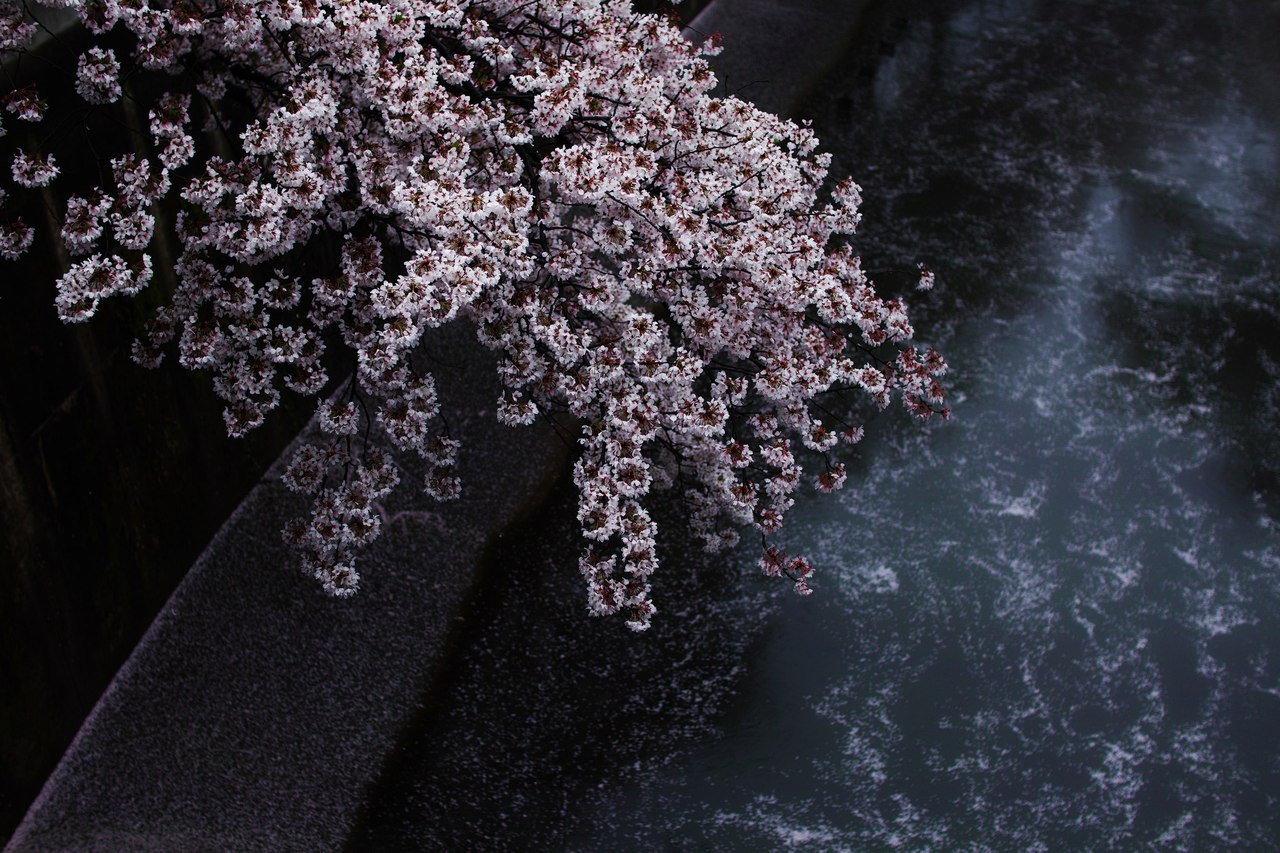 Sakura flowering, Japan.