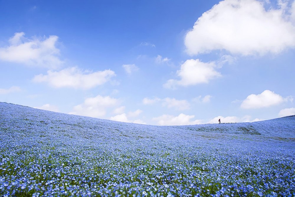 цветочно-синяя поляна без смс