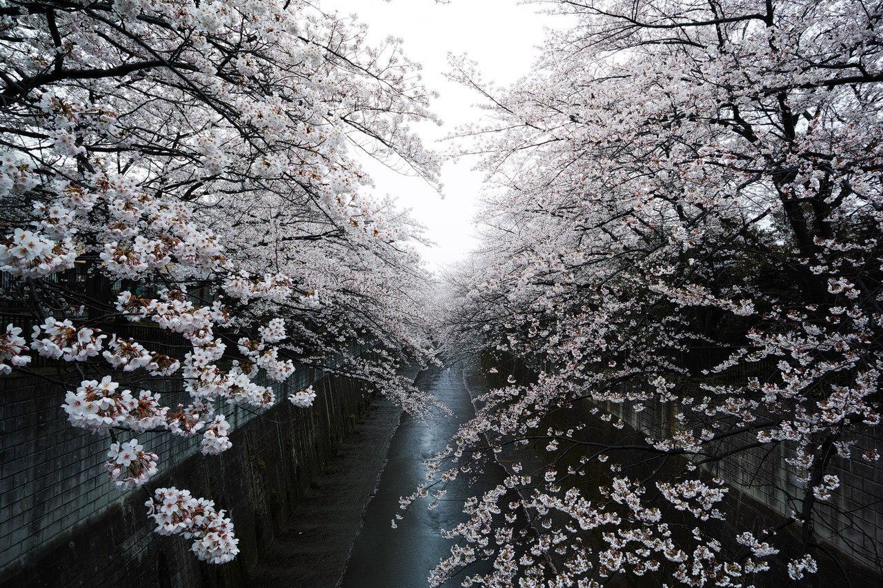 Цветение сакуры, Япония.