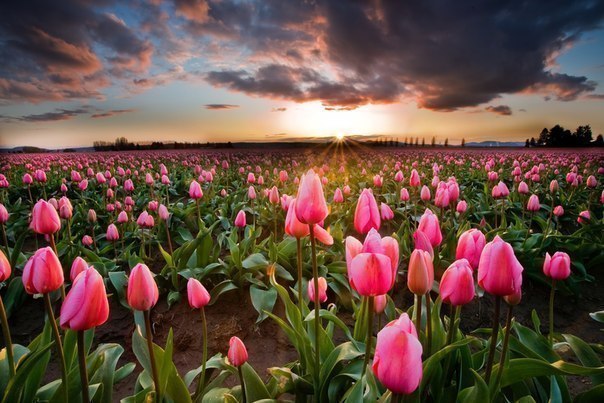 Поля тюльпанов, Нидерланды