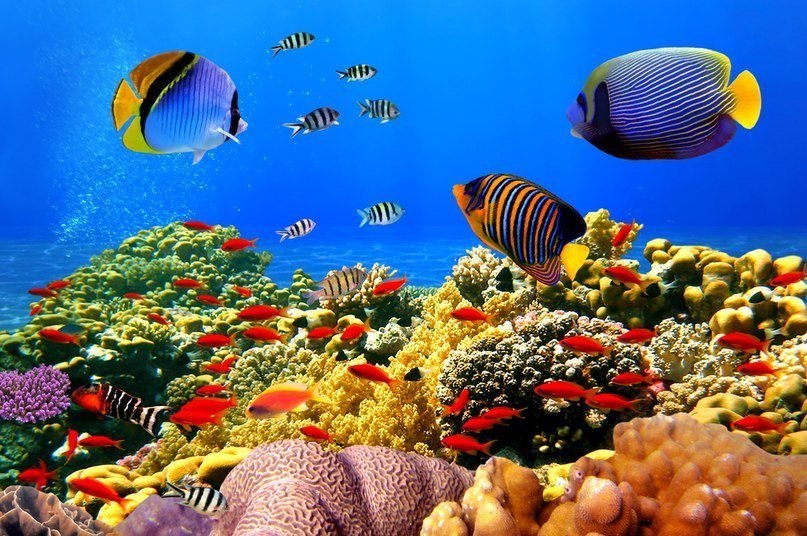 Красное море — самое молодое, самое соленое, самое красивое и самое богатое.