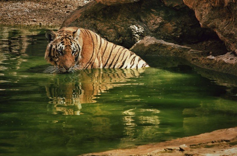 В монастыре Ват Па Луангта Буа Янасампанно на западе Таиланда живут тигры, которые стали настолько домашними, что ведут себя как кошки